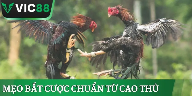 Mẹo bát cược chuẩn từ cao thủ